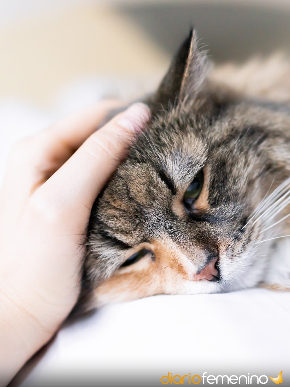¡Alerta! ¿Qué significa soñar con gato enfermo? ¡Descubre su inquietante significado!
