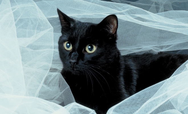 Soñar con un gato negro ES BUENO: Descúbrelo