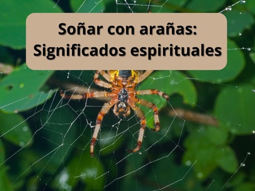 El asombroso significado espiritual detrás de ver arañas