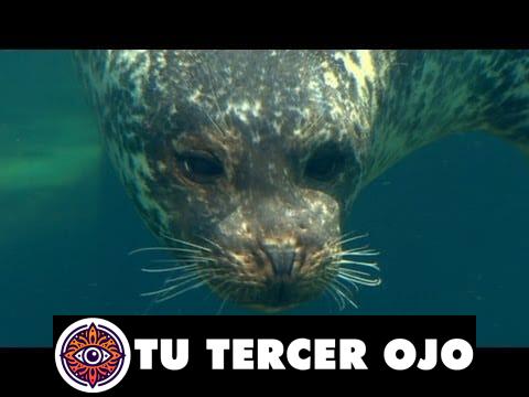 El asombroso video de focas nadando que te dejará sin aliento