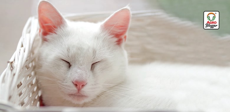 El enigma detrás de soñar con un gato blanco: ¿Qué significa?