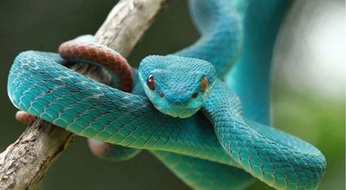 El enigmático significado espiritual de la serpiente: ¿Qué revela este símbolo?