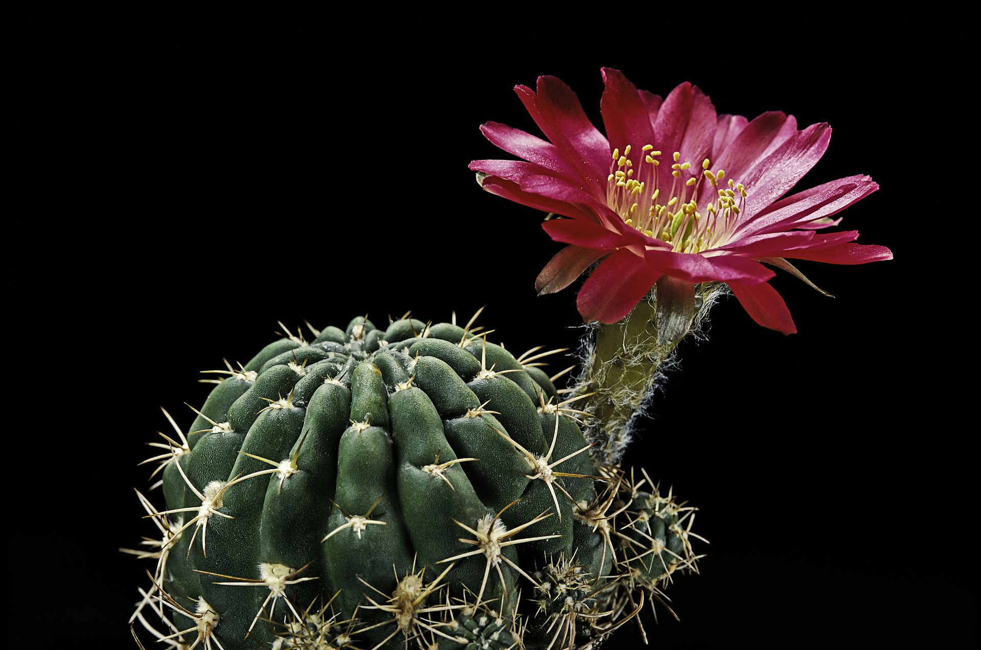 El enigmático significado espiritual detrás del florecimiento de un cactus