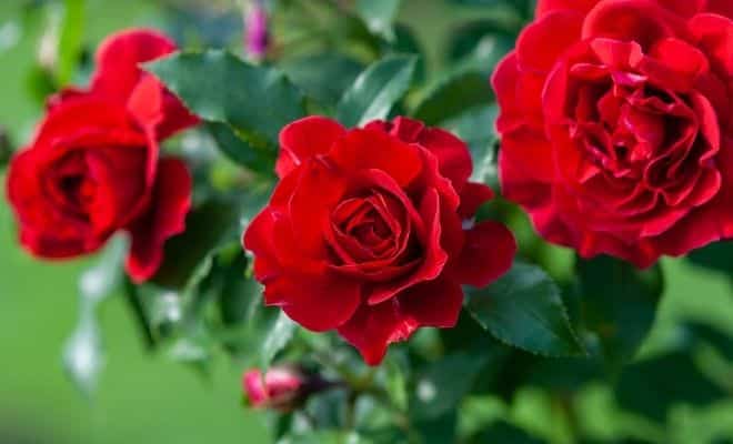 El impactante significado de soñar con rosas rojas que te dejará sin aliento