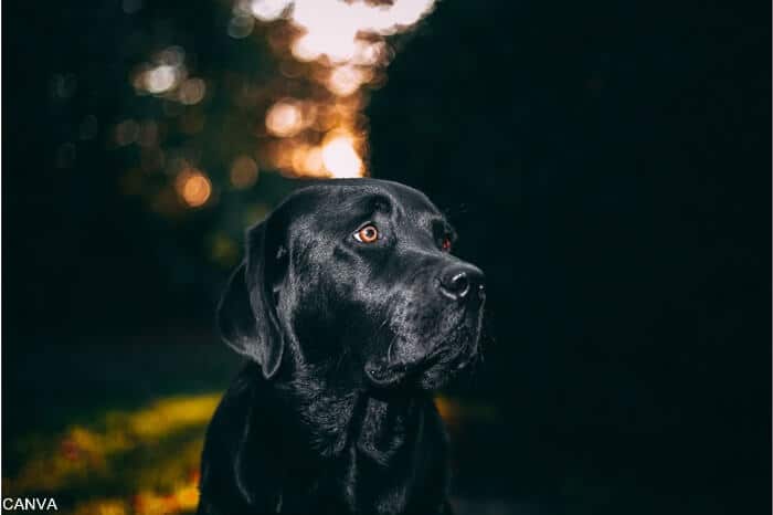 El impactante significado de soñar con un perro negro