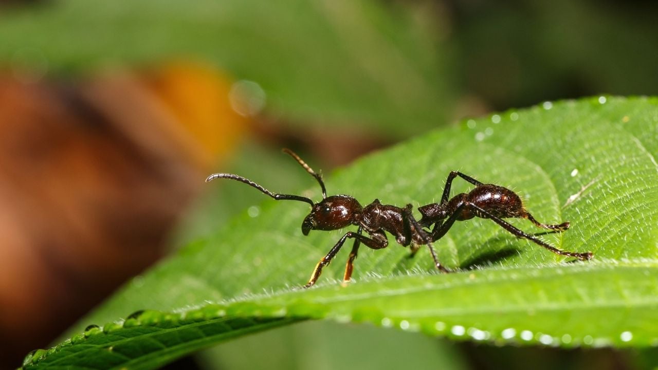 El impactante significado espiritual de las hormigas rojas que cambiará tu perspectiva