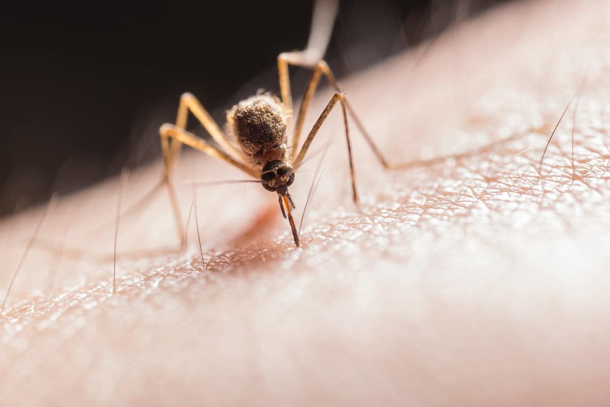 El impactante significado espiritual detrás de los mosquitos que nunca imaginaste
