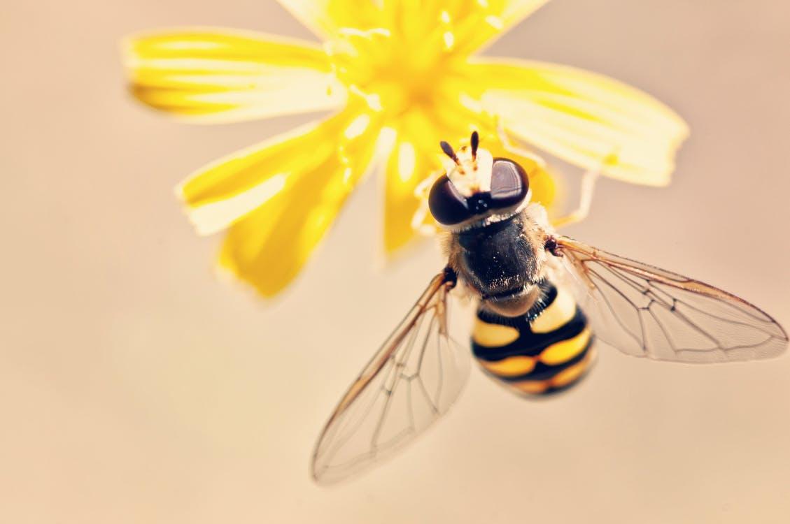 El impacto espiritual de una visita de abeja: Conoce su significado aquí