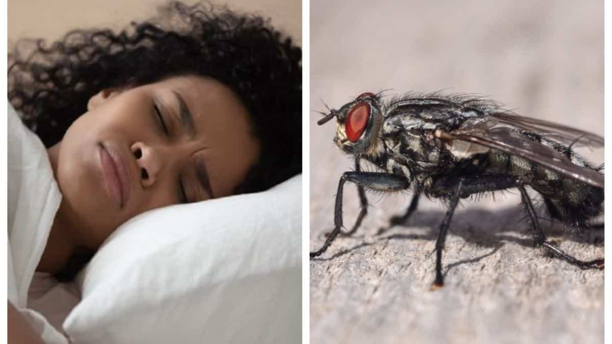 El inquietante significado de soñar con moscas negras