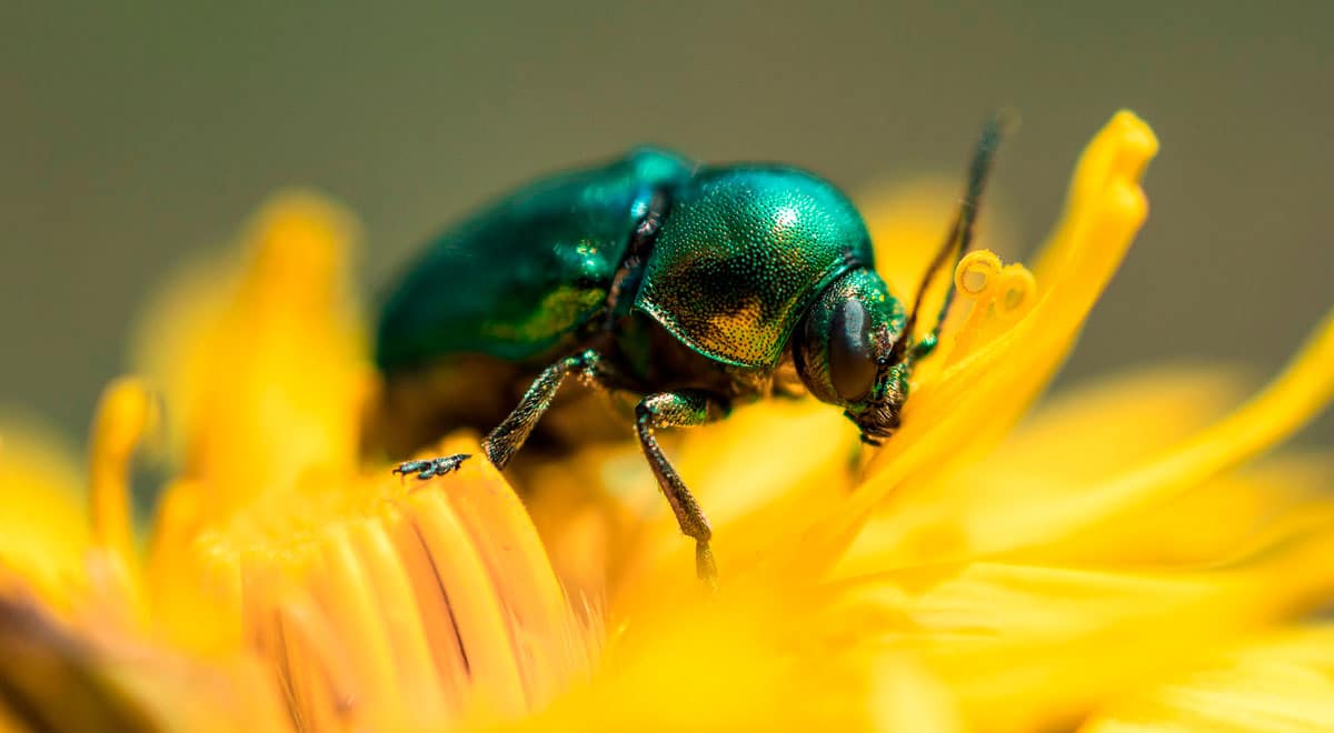 El Misterio Revelado: El Significado Espiritual del Escarabajo al Descubierto