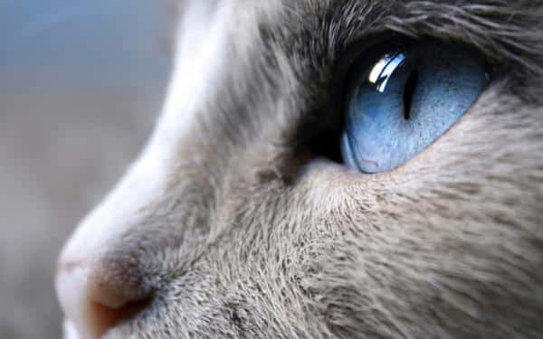 El misterioso significado espiritual de los gatos gris y blanco