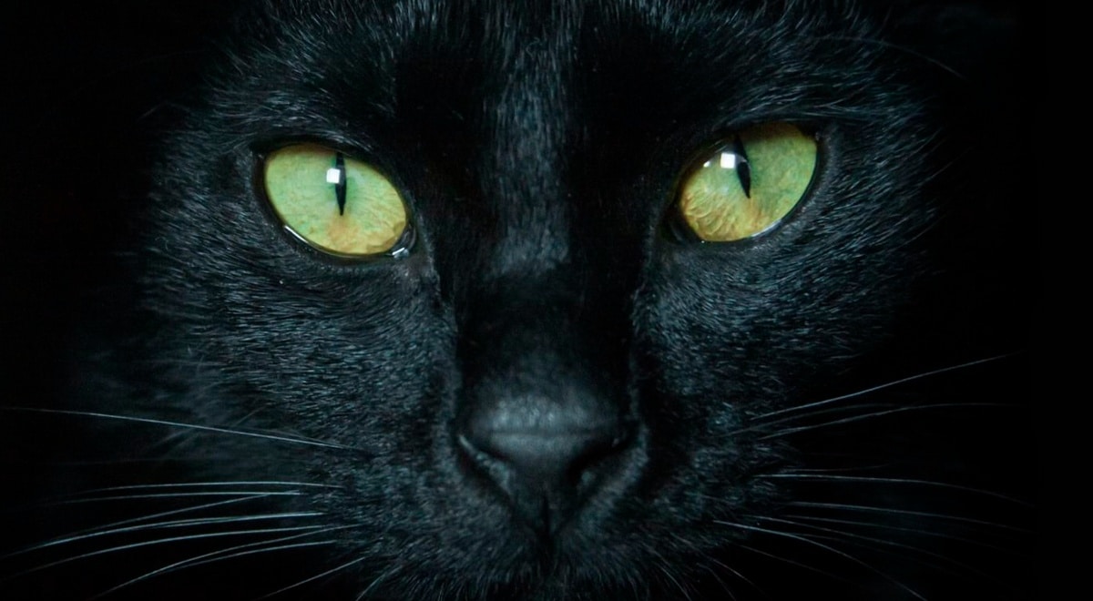 El misterioso significado espiritual de los gatos negros