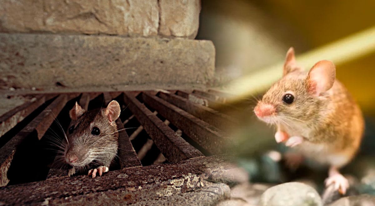 El misterioso significado espiritual de los ratones que nunca imaginaste