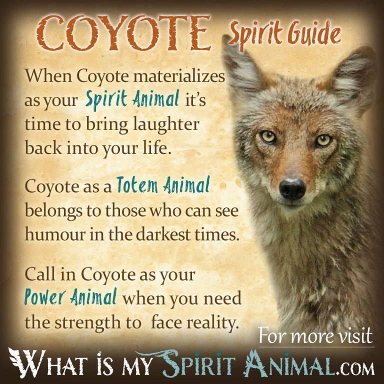 El Misterioso Significado Espiritual del Coyote: Conoce su Poder Oculto