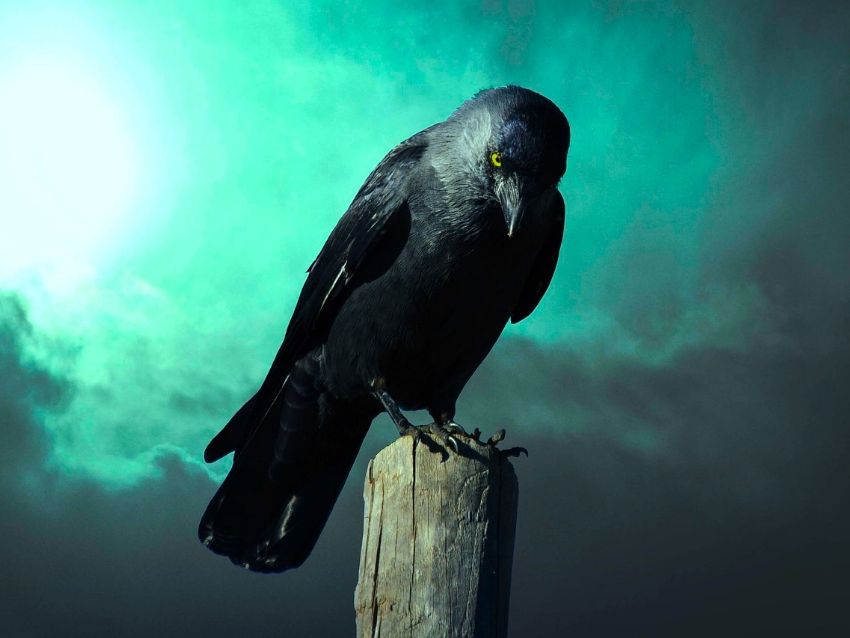 El misterioso significado espiritual del cuervo que cambiará tu perspectiva