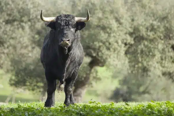 El misterioso significado espiritual del toro que te sorprenderá