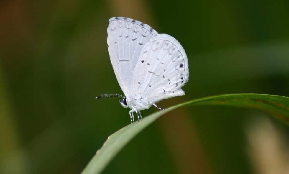 El misterioso significado espiritual detrás de la mariposa blanca