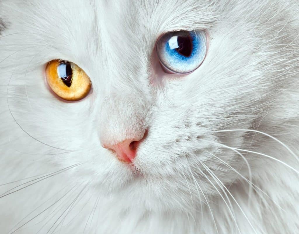El misterioso significado espiritual detrás de los gatos con ojos de dos colores