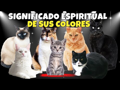 El misterioso significado espiritual detrás del color de los gatos