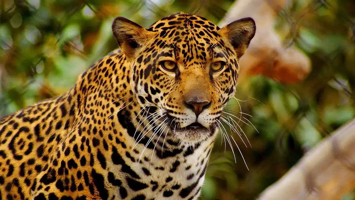 El Misterioso Simbolismo Espiritual del Jaguar al Descubierto