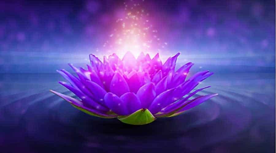 El místico significado espiritual de la flor de loto que debes conocer