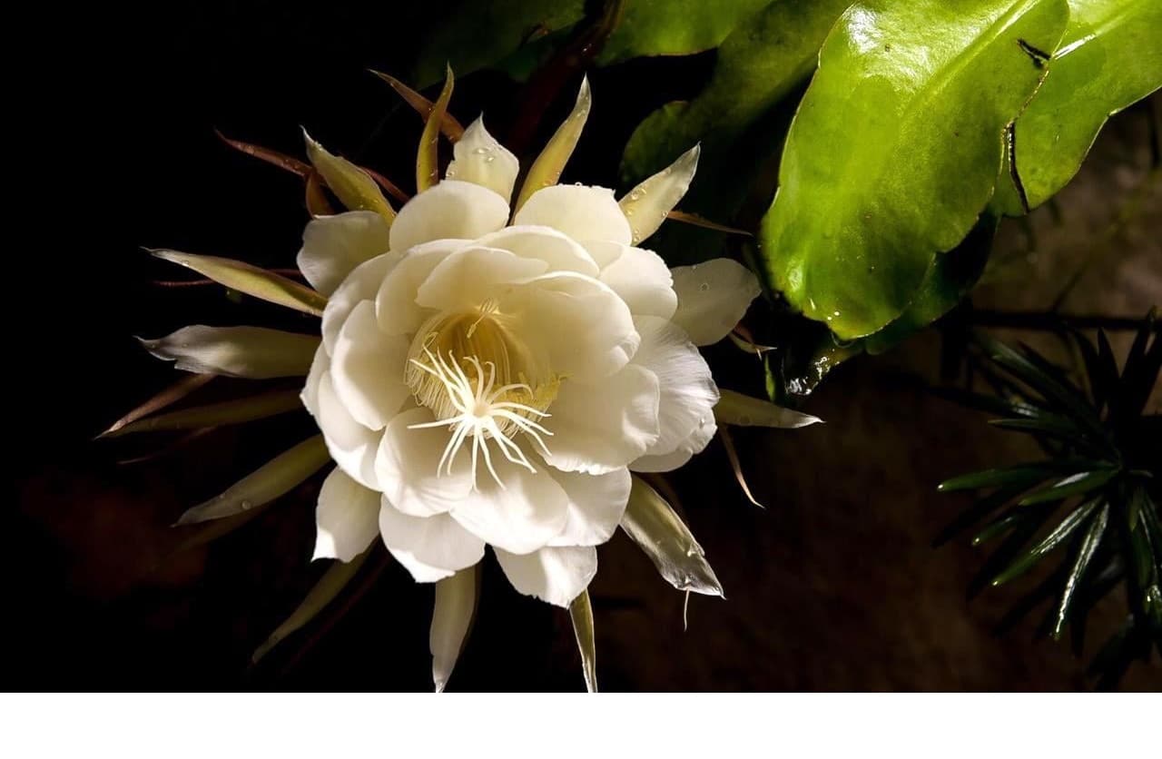 El poder espiritual de la flor dama de noche: Conéctate con su significado profundo