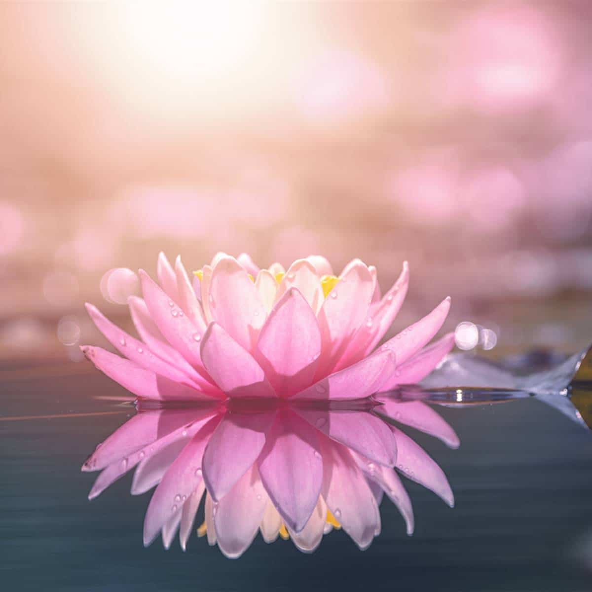 El poder espiritual de las flores: significados que transformarán tu vida