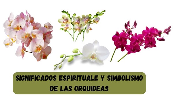 El poder espiritual de las orquídeas: Conoce su significado profundo
