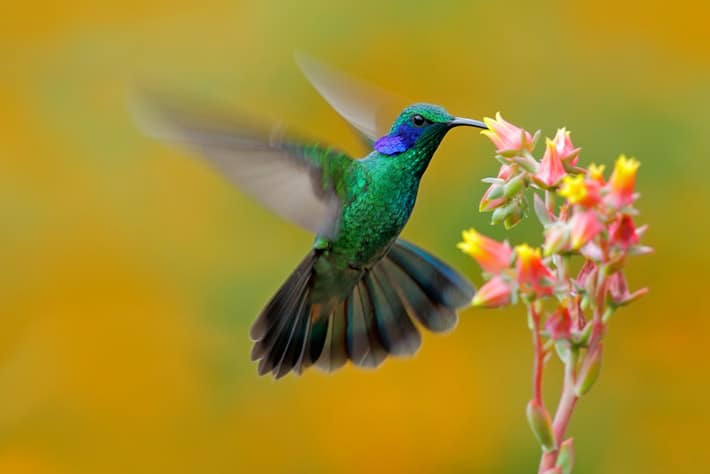 El significado espiritual de ver colibríes frecuentemente: ¡Entérate ahora!