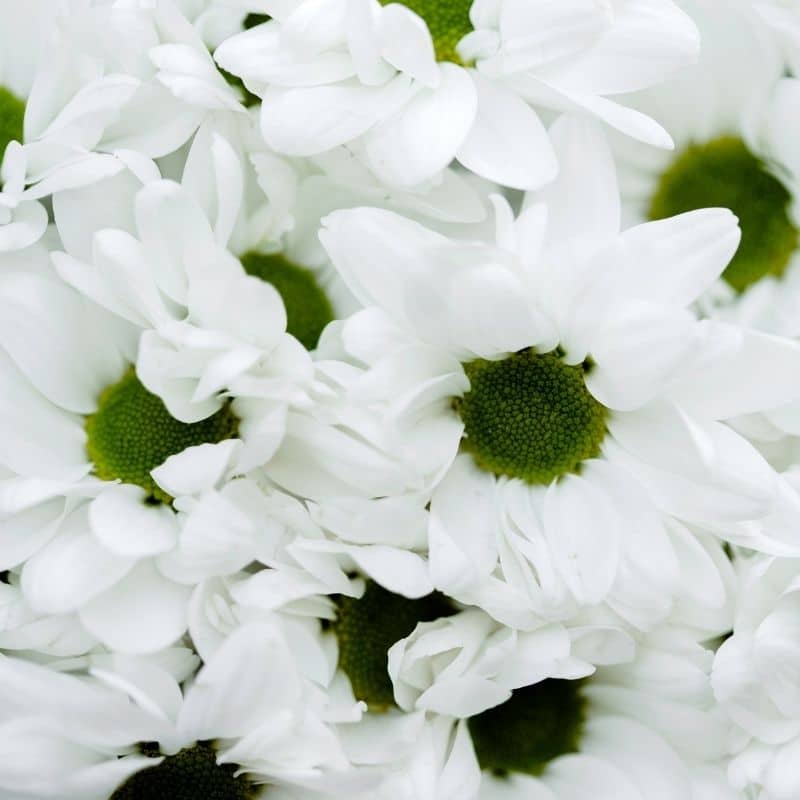 El sorprendente significado de soñar con flores blancas que te dejará sin aliento
