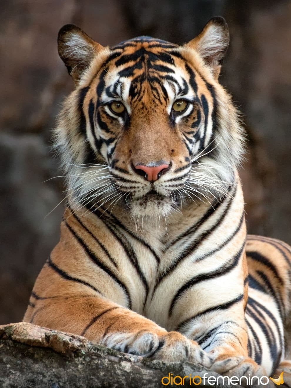 El sorprendente significado de soñar con tigres que nadie te ha contado