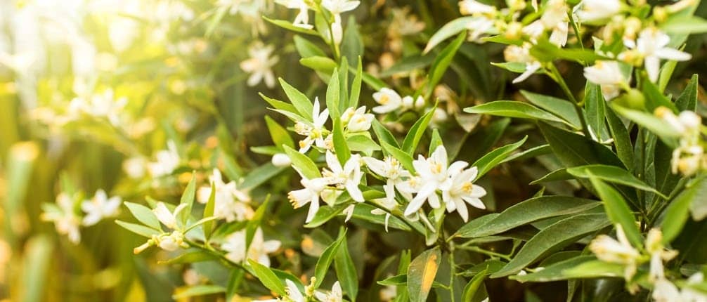 El sorprendente significado espiritual de la flor de azahar que cambiará tu vida