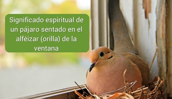 El sorprendente significado espiritual de que entre un pájaro en casa: ¡Conoce su mensaje para ti!