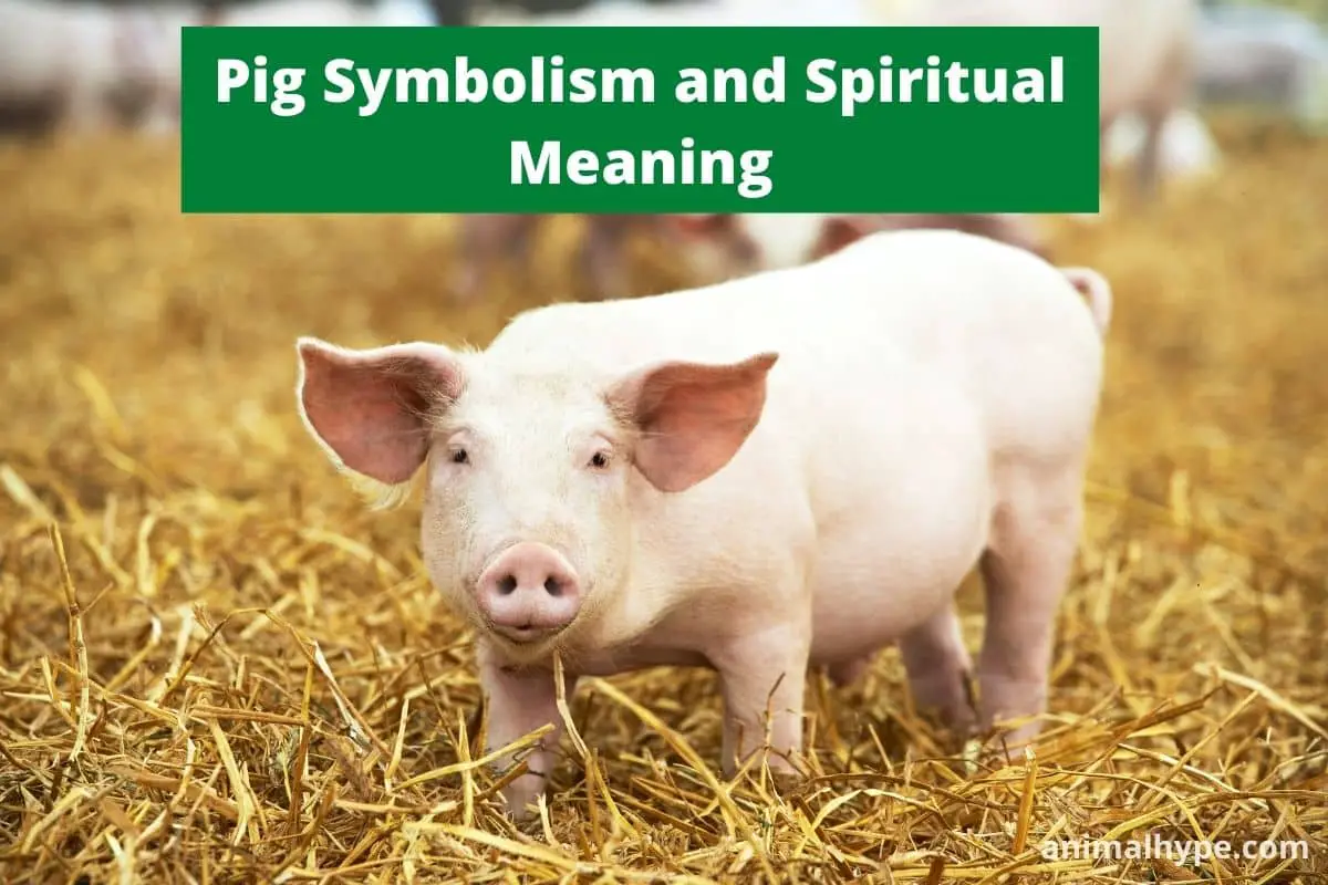 El sorprendente significado espiritual del cerdo que te dejará sin aliento