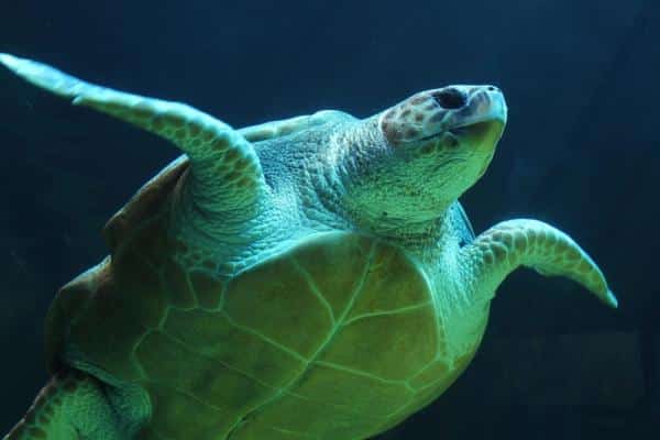 El sorprendente significado espiritual detrás de la tortuga: Conexión con la sabiduría ancestral