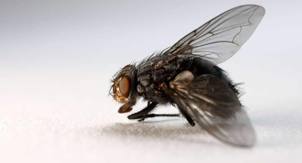 El sorprendente significado espiritual detrás de una infestación de moscas