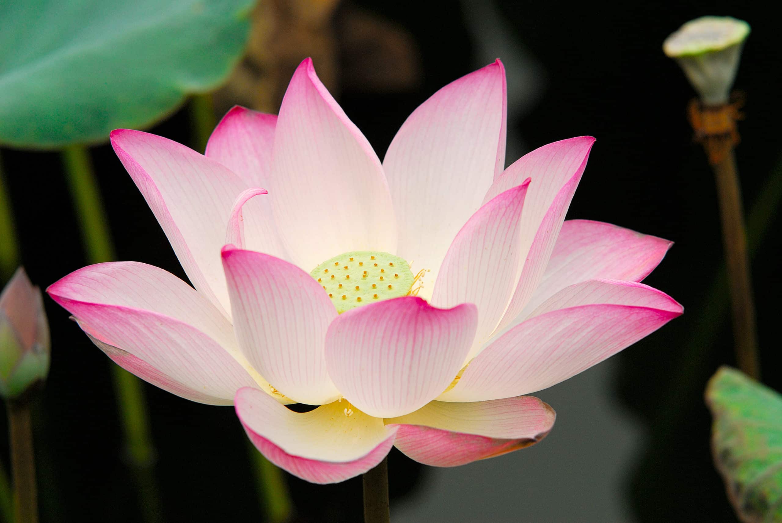 Flor de loto: el profundo significado espiritual que debes conocer