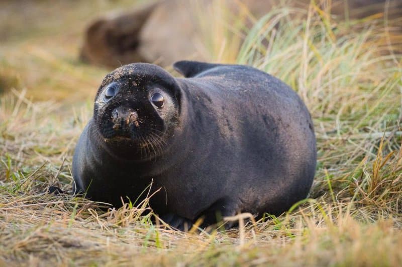 Increíble hallazgo: la foca bebé negra que está causando sensación en el mundo