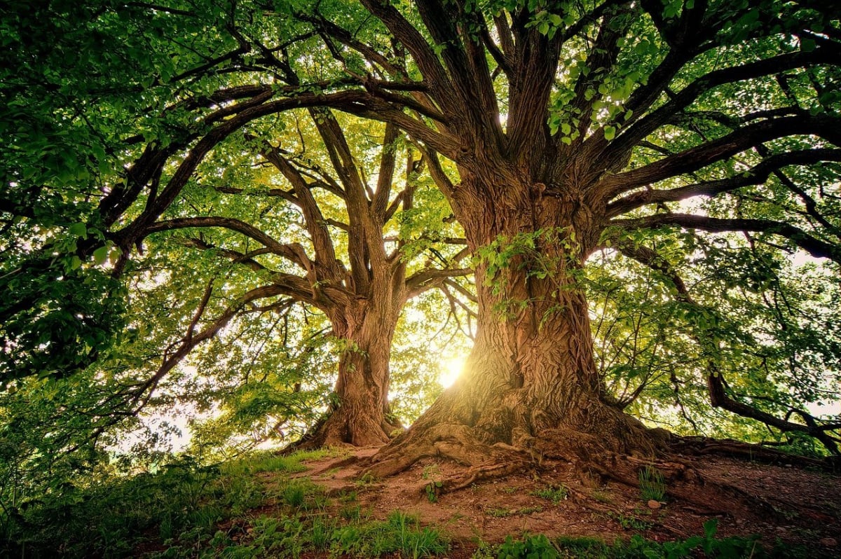 Lo que revelan tus sueños: significado de soñar con árboles