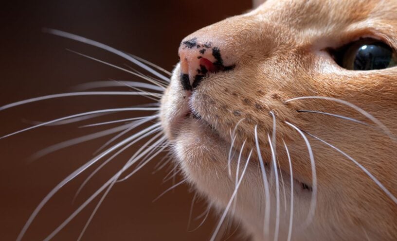 Los sorprendentes bigotes de gato: su profundo significado espiritual