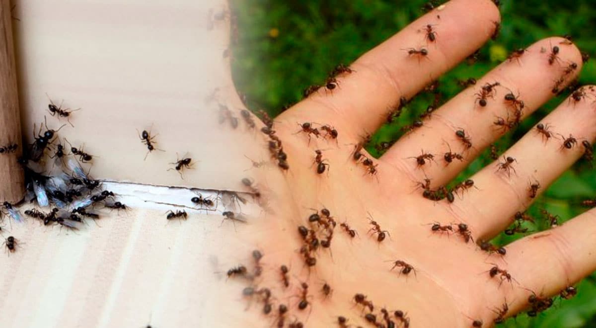 ¿Qué Revela una Infestación de Hormigas sobre tu Significado Espiritual?
