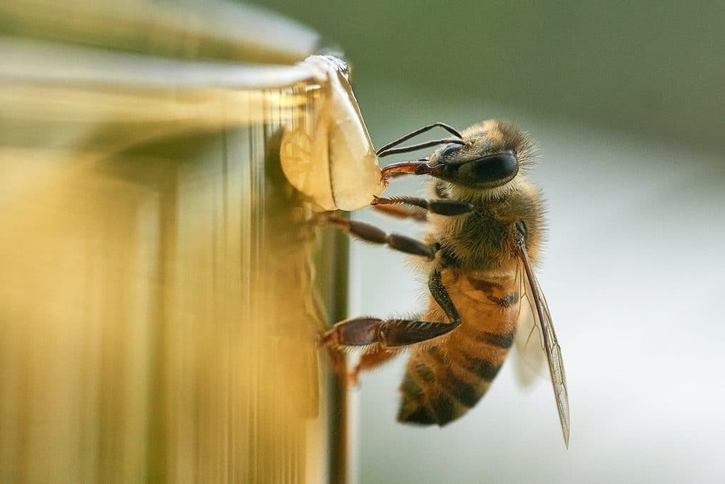 ¿Qué significa soñar con abejas que te pican? ¡Descubre su impacto en tu vida!