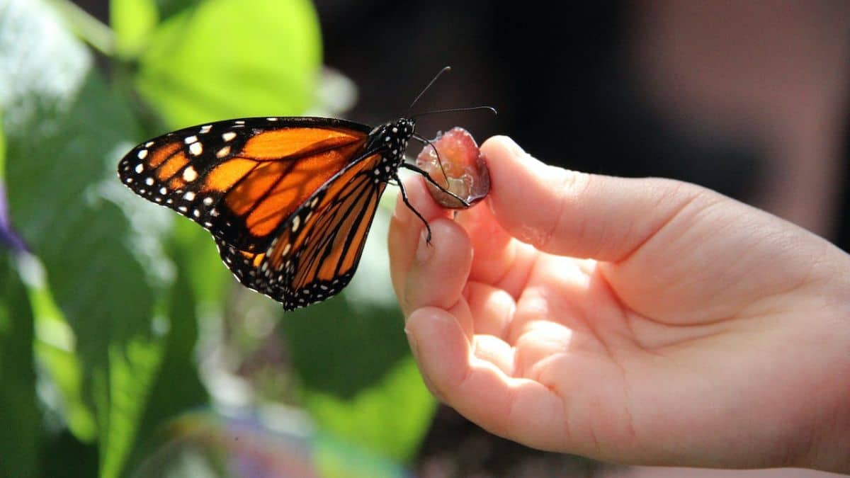 Secretos revelados: Significado de soñar con mariposas de colores